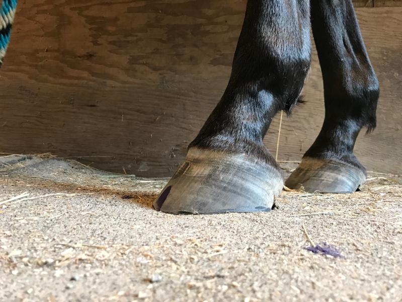 Hoof now! Not perfect but a lot better!