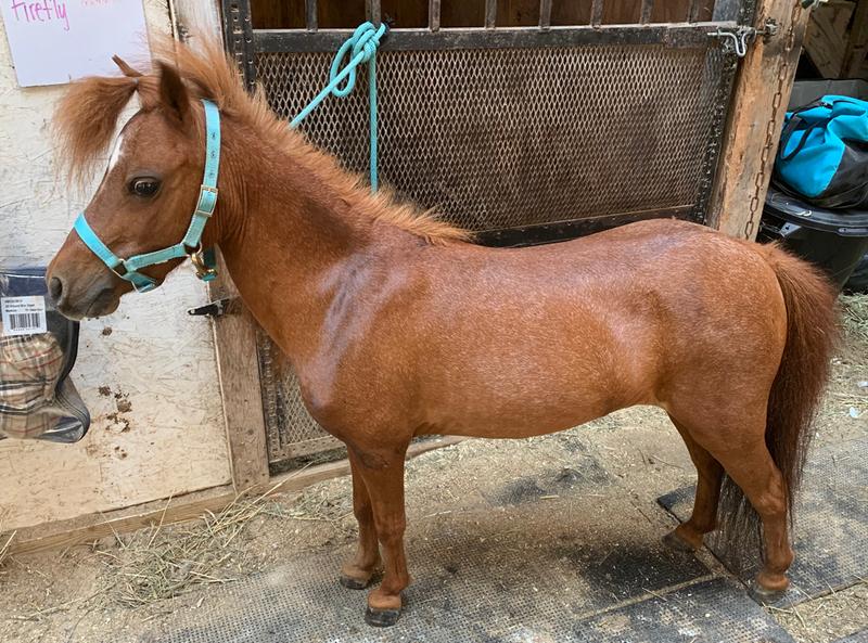 Firefly Moon 31” mini