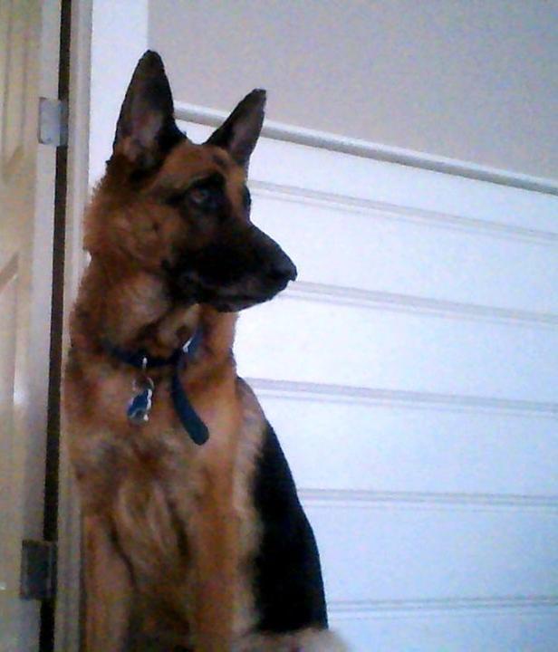 My pup Loves Wellness Core Ocean Fish