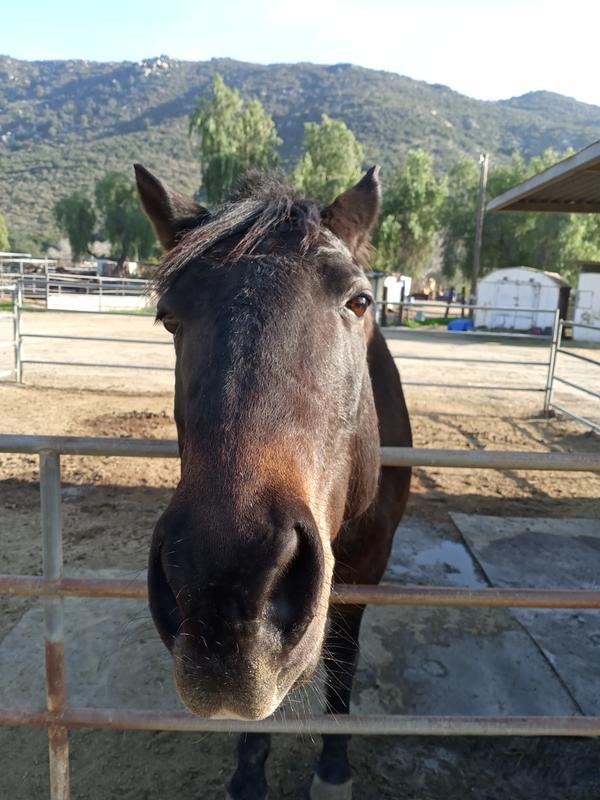 Atlas the Morgan❤️