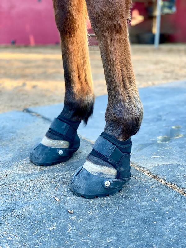 The best boots for my barefoot horse, Kimchi!