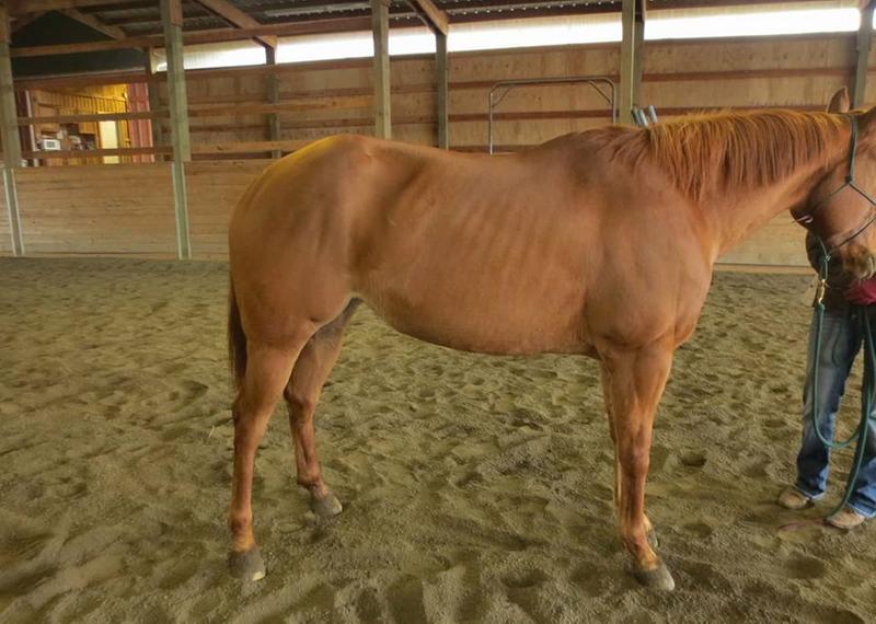 2013, lost a lot of weight at last barn, not getting her supplements nor much hay. This is the day the vet came out.