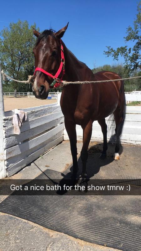 My lease horses' fur after using this shampoo!