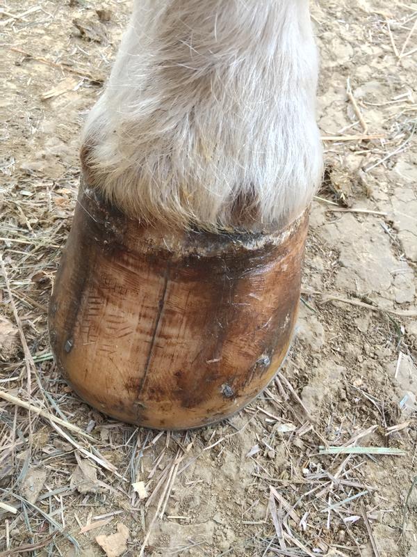 Cracked hoof