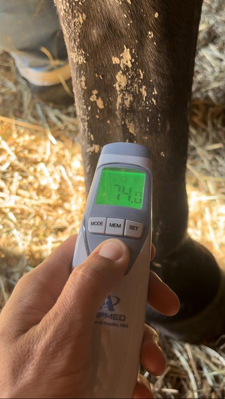 Poulticed leg after 18 hrs