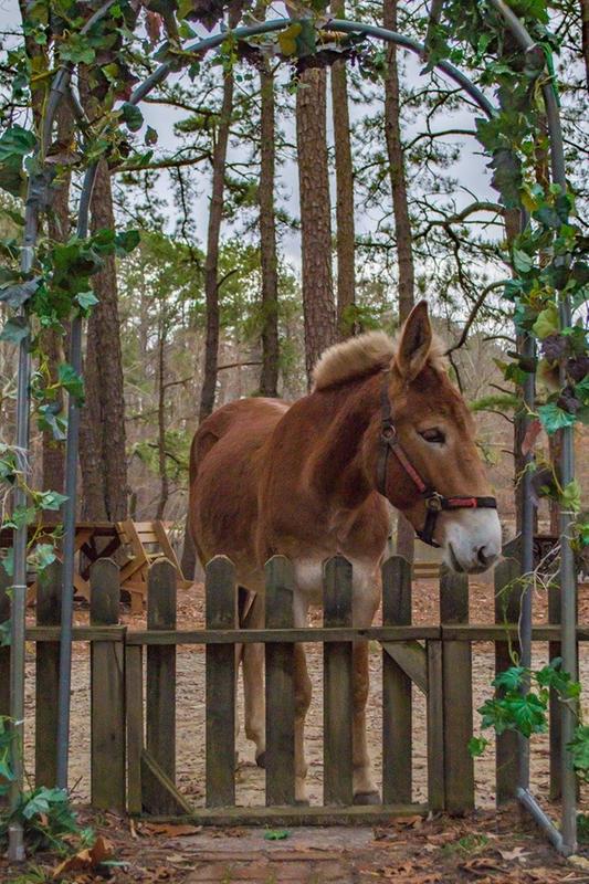 holley, my rescue molly mule, along with Nattie and Nigel my 2 mini donks