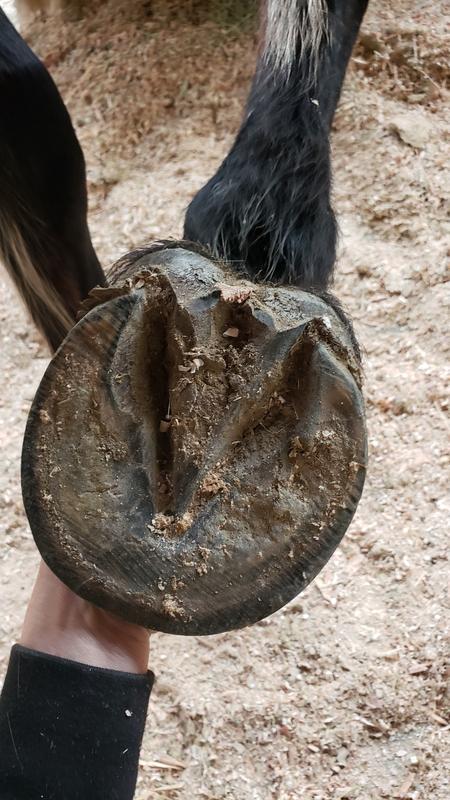 What was left of the Mud after walking 50 feet on hard packed dirt to the stall.
