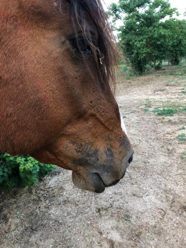 Missing hair from biting insects