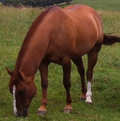 My horse Freckles says " thank you Pyhrana for keeping me almost fly free !"
