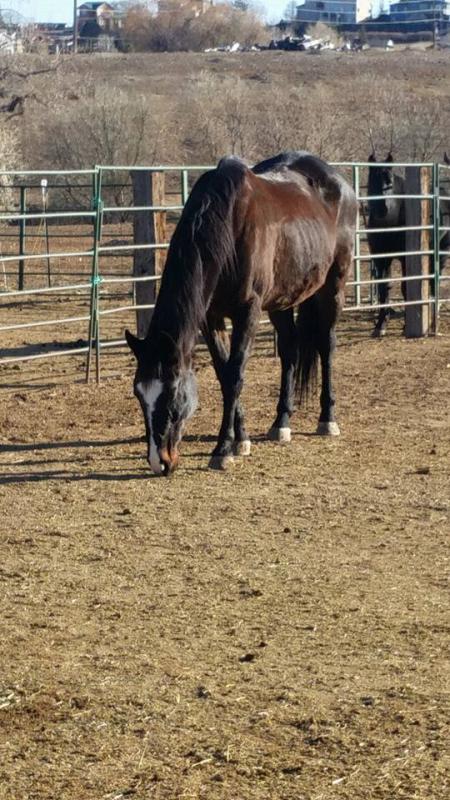 Rocko before I changed his feeding program in August of 2018