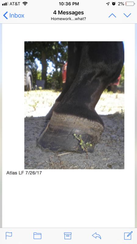 Pre-Supplement hoof