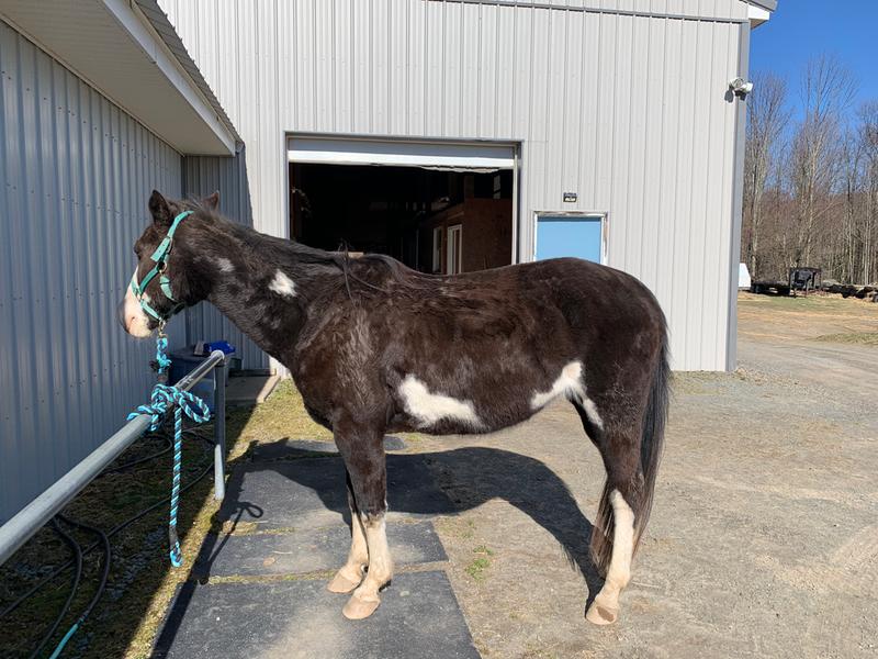 After a few weeks on Tri-amino. Look at the difference in her neck!