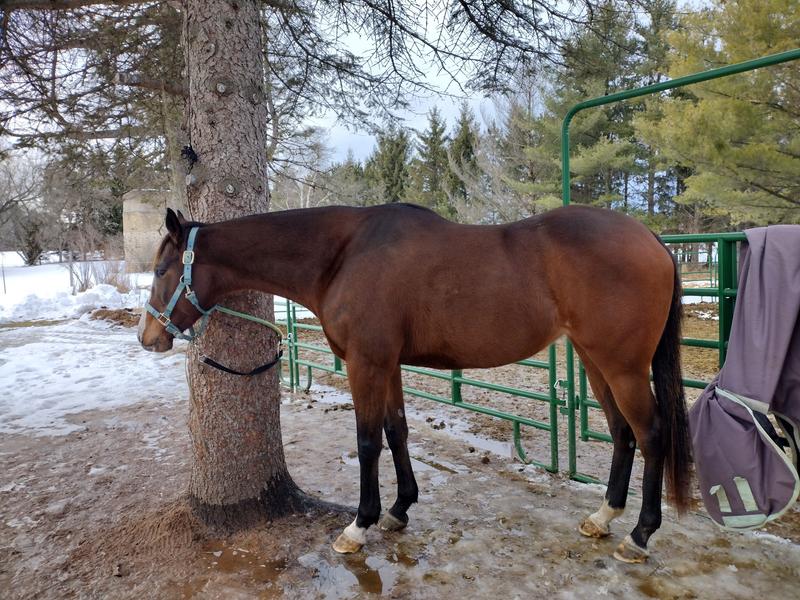 My thoroughbred mare after being groomed with the hair moisturizer