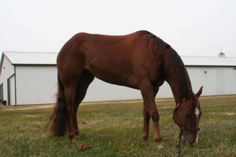 Slick and shiny horses