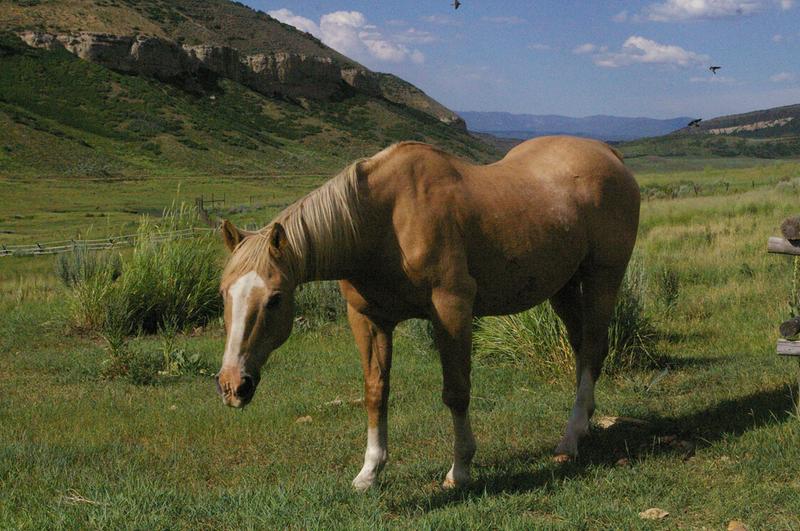 Sox, 32 years old & still going strong :) <3