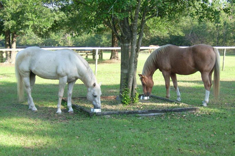 Fury on left 24 year old stallion and Roy 24 year old gelding