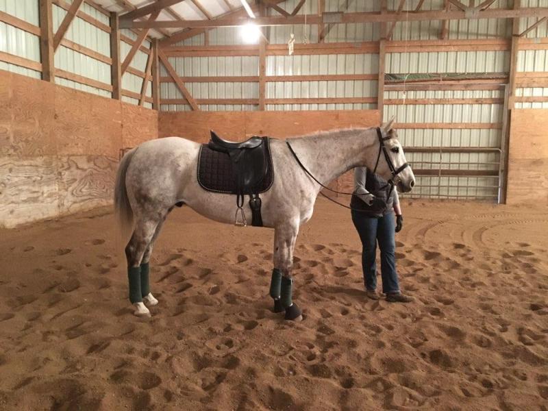 Persnickety Diva Gelding