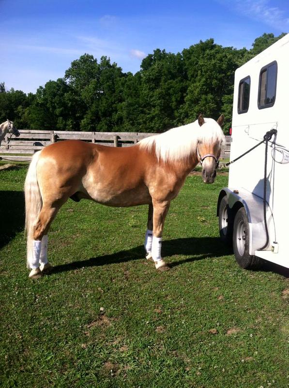 At a summer show after a bath with Quicksliver