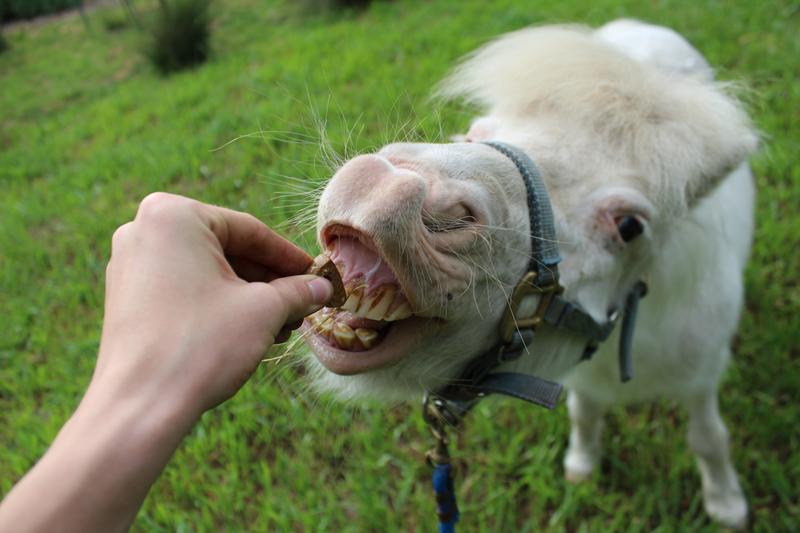 Snowball is in love!