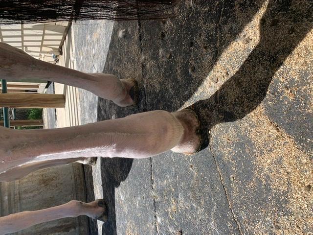 First day of recovery! No smart tendon yet.