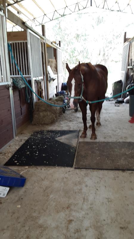 Jake in his new barn same property pjs funny farm