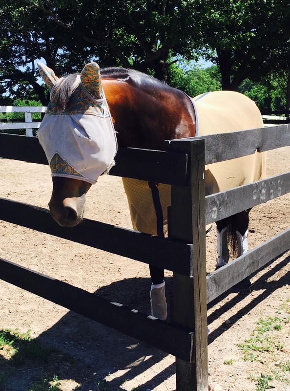 Fully protected from flys!