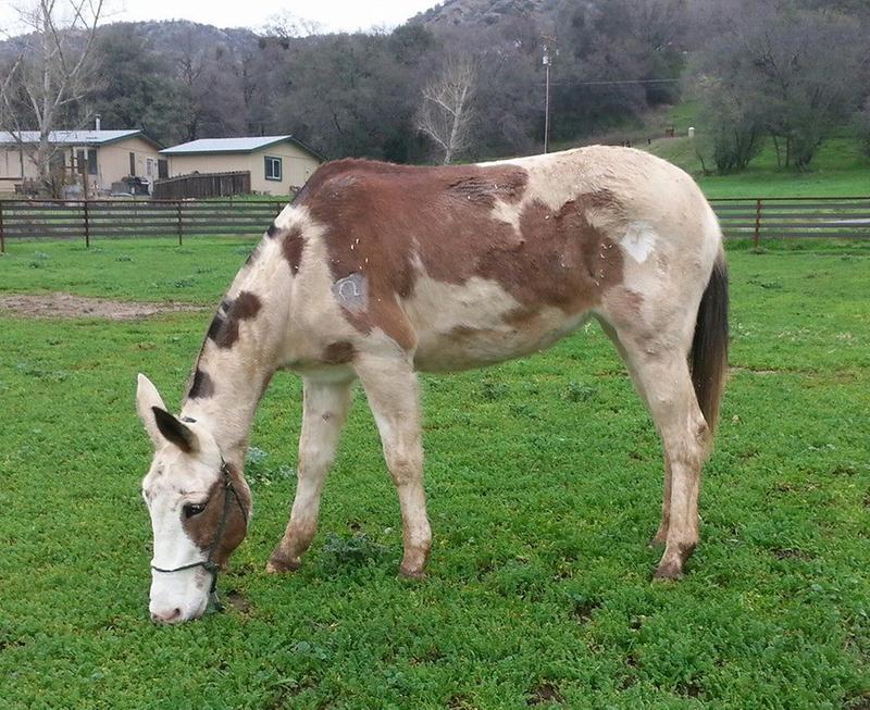 Champion Wild River Snoopy Team Roping Mule