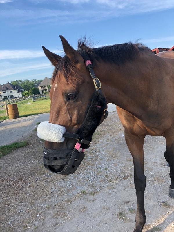 Vegas with his muzzle on