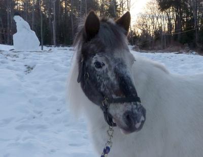 Pocahontas - The picky pony!