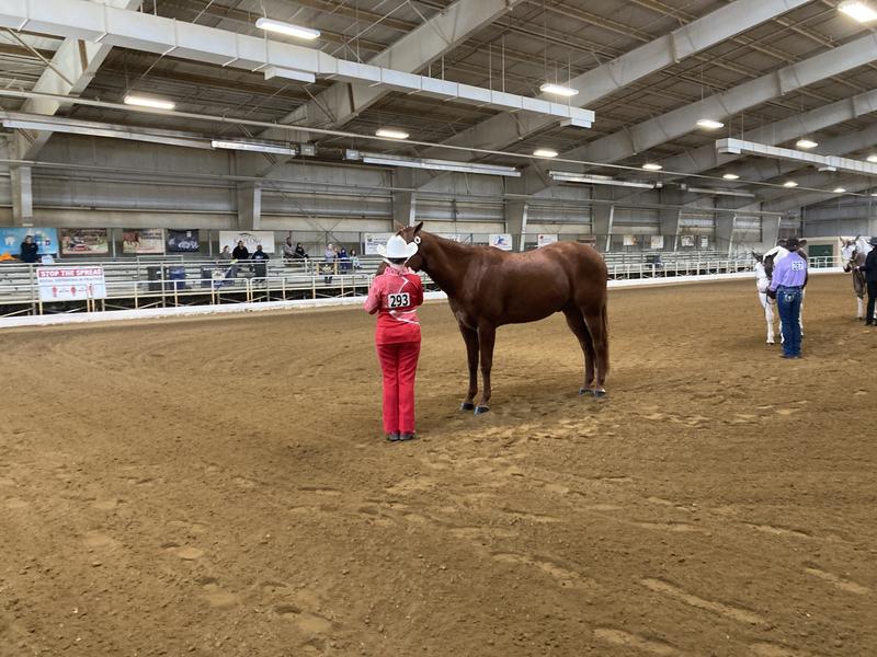 Senior halter horse class
