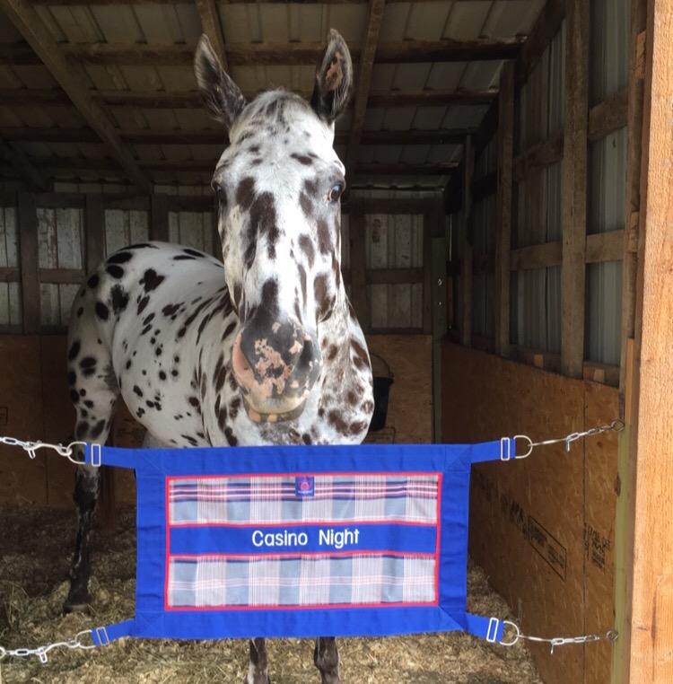 Stuey and his new stall guard