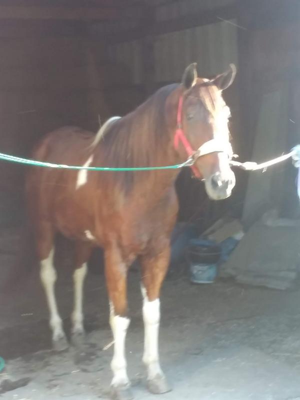 Cisco, age 21