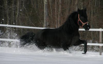 Ebony enjoying the snow