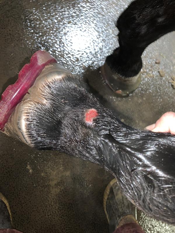 The wound same on both fetlocks