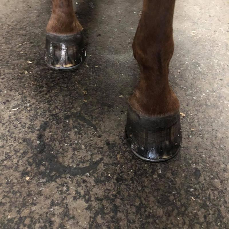 Current Hooves With Keratex On.