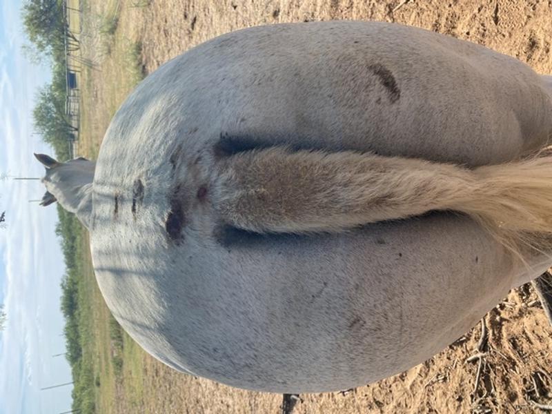 Her butt was not this bad last year, it was just the tail