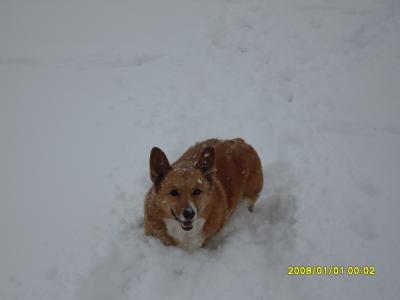 Sebastian in the snow!