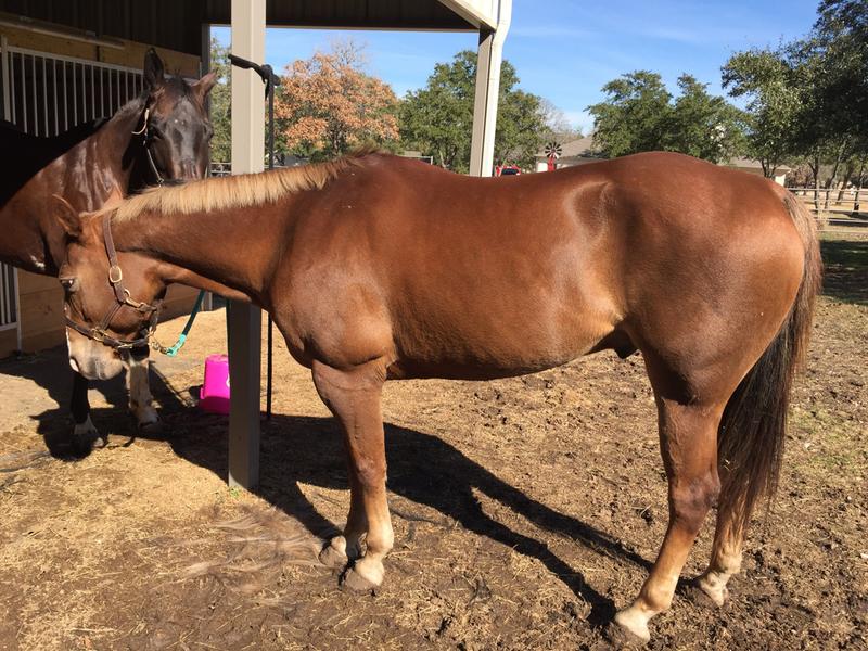 11 yo gelding