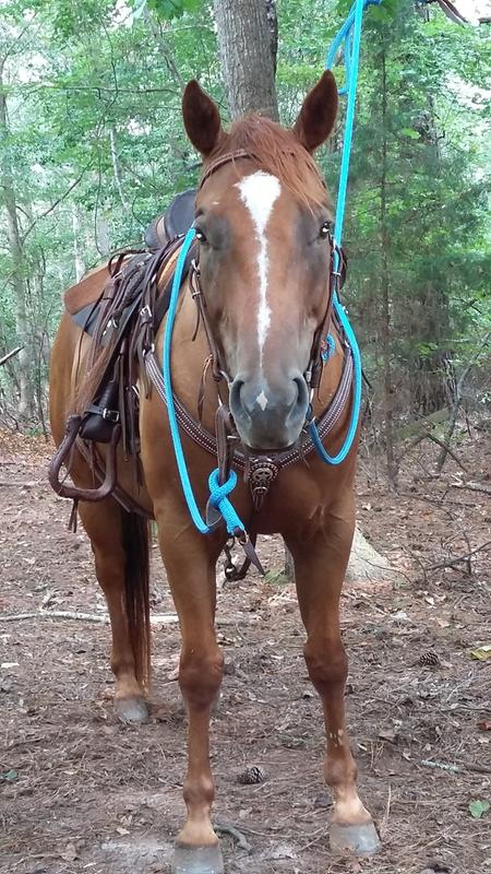 Smartpaks Happy Horse