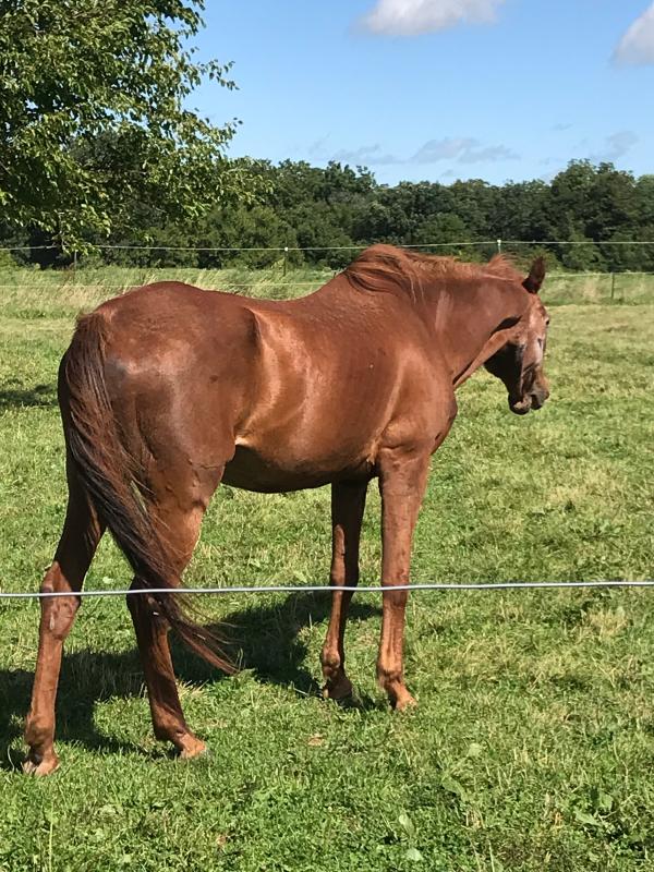 Gelding now 30 days in!