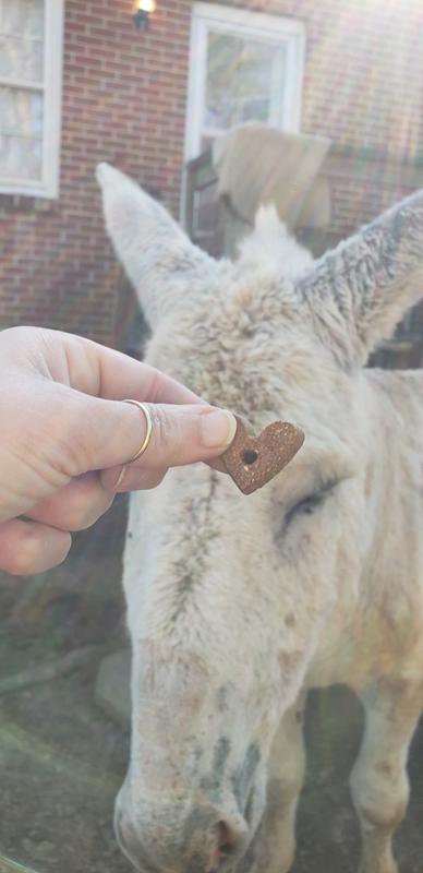 My mammoth jack enjoying enjoy yums