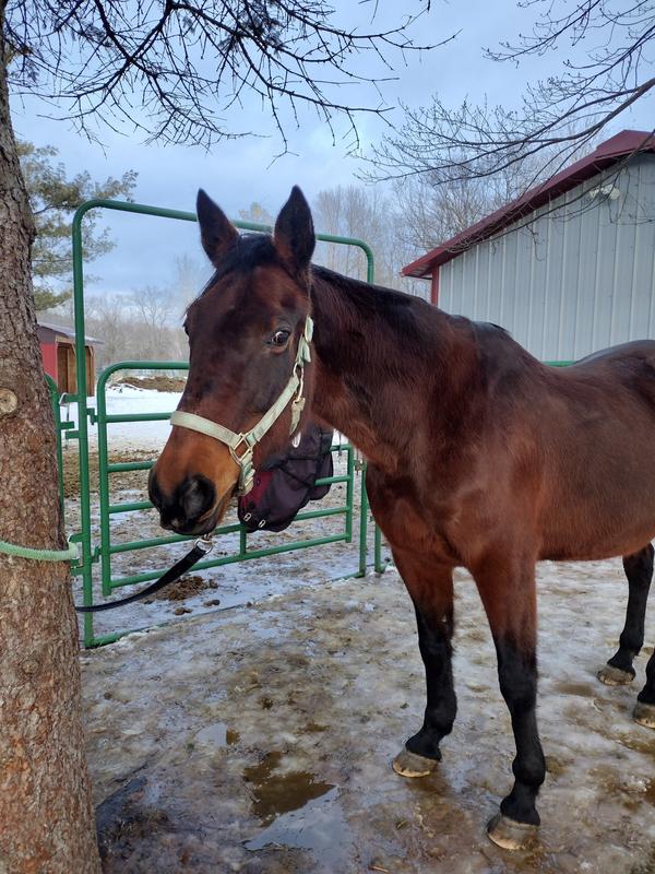 My standardbred mare after a fully spray down and brush out with the hair moisturizer