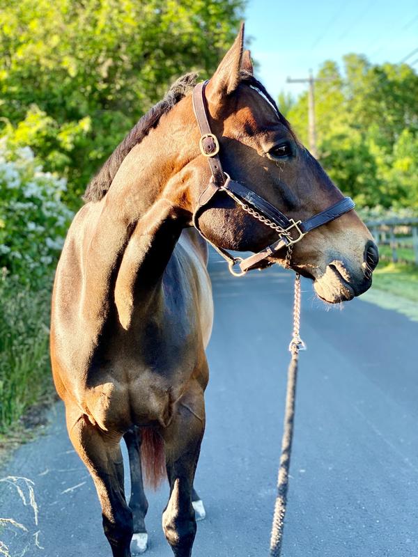 my 11yr old gelding :)