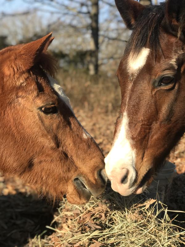 A final goodbye. (Easy on right and Stormy on left)