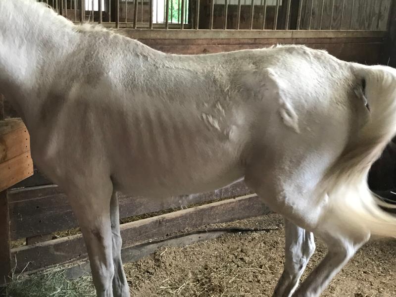 Before when we rescued the mare...
