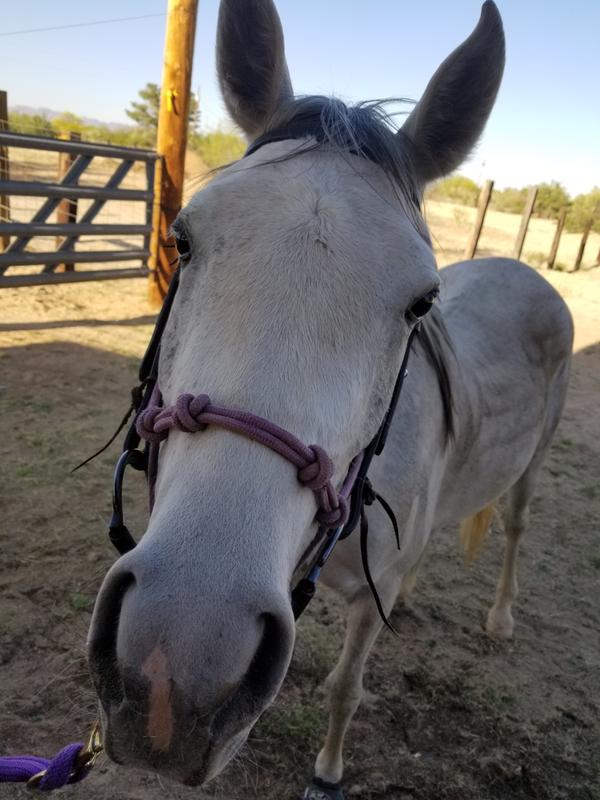 Mystic looking for more smart Tendon