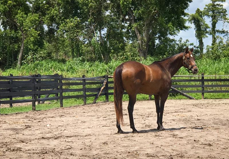 My thoroughbred relaxing in comfort thanks to Endure Sweat Resistant Fly Spray!