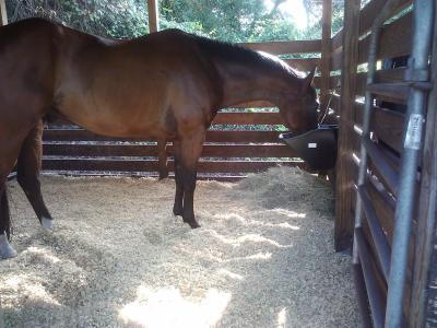 Tex and The Better Bucket