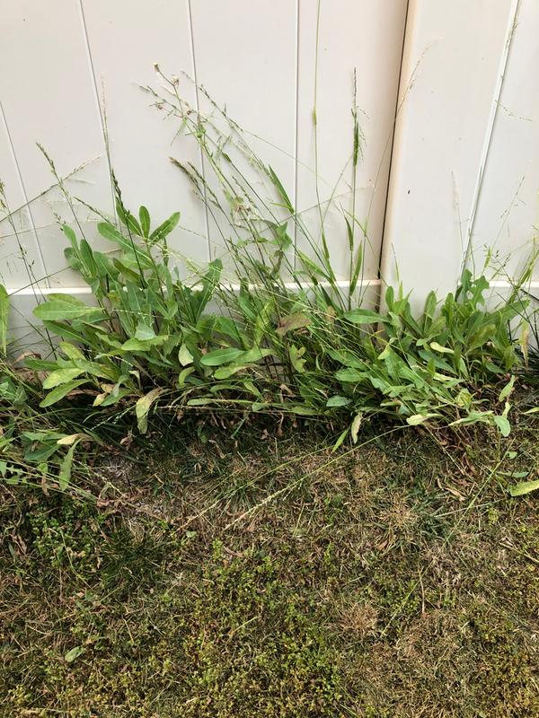 7-12 inch grass example