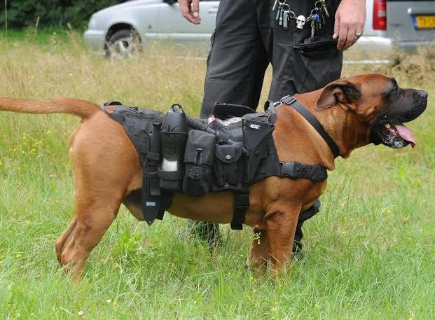 My dog with his ops vest. On this side you see the survival hawk and a fixation dagger